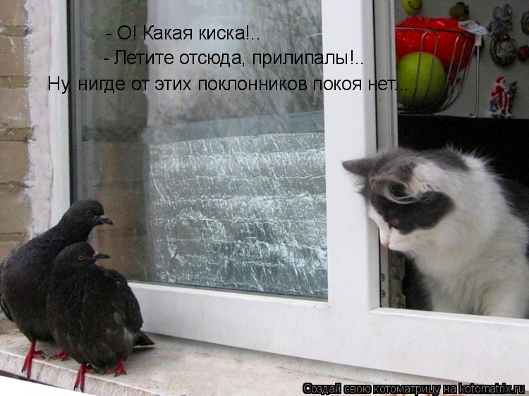 - О! Какая киска!.. - Летите отсюда, прилипалы!.. Ну, нигде от этих поклонников покоя нет...... Котоматрица: - О! Какая киска!.. - Летите отсюда, прилипалы!.. Ну, нигде от этих поклонников покоя нет...