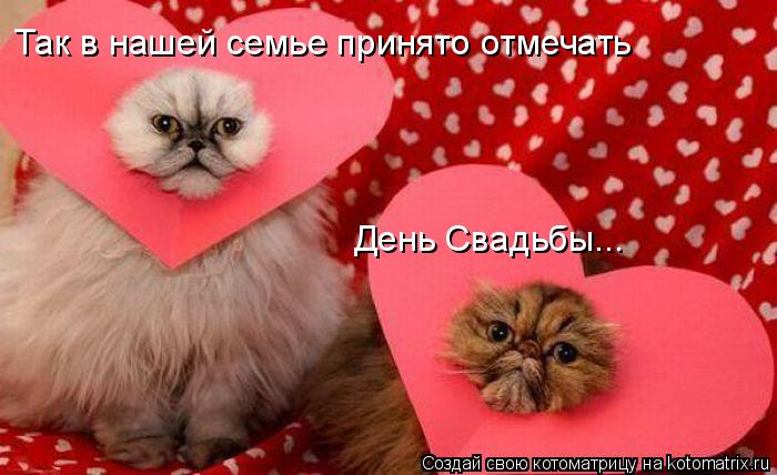 Так в нашей семье принято отмечать День Свадьбы...... Котоматрица: Так в нашей семье принято отмечать День Свадьбы...