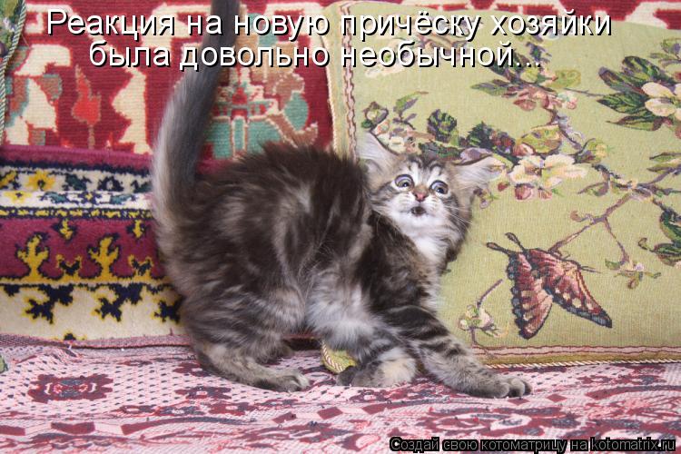 Реакция на новую причёску хозяйки была довольно необычной...... Котоматрица: Реакция на новую причёску хозяйки была довольно необычной...