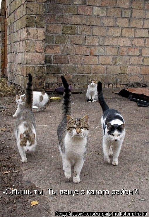 -Слышь ты. Ты ваще с какого район?!... Котоматрица: -Слышь ты. Ты ваще с какого район?!