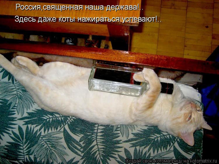Котоматрица: Россия,священная наша держава!.. Здесь даже коты нажираться успевают!..