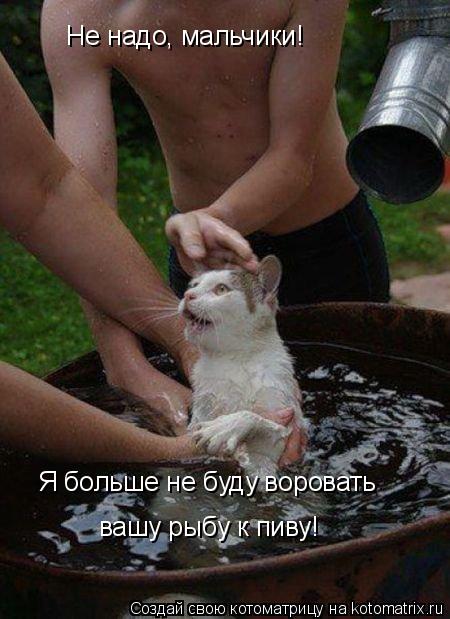 Котоматрица: Не надо, мальчики! Я больше не буду воровать вашу рыбу к пиву!