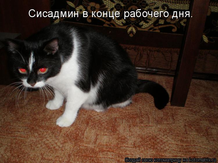 Котоматрица: Сисадмин в конце рабочего дня.