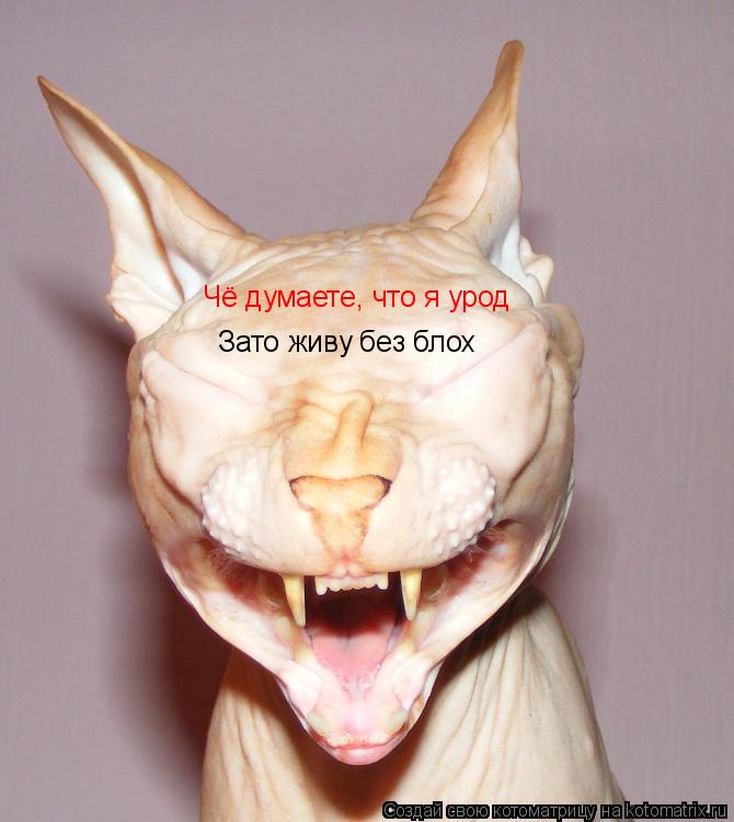 Котоматрица: Чё думаете, что я урод Зато живу без блох