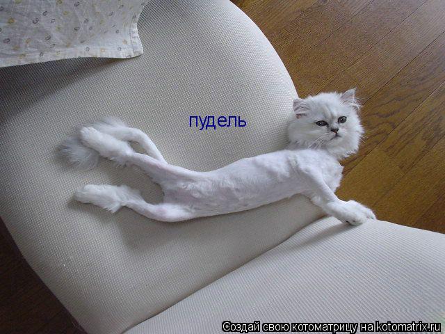 Котоматрица: пудель