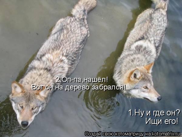 1.Ну и где он? Ищи его! 2.Оп-па,нашёл! Вот он,на дерево забрался!... Котоматрица: 1.Ну и где он? Ищи его! 2.Оп-па,нашёл! Вот он,на дерево забрался!