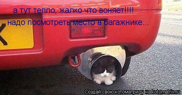 а тут тепло, жалко что воняет!!!! надо посмотреть место в багажнике...... Котоматрица: а тут тепло, жалко что воняет!!!! надо посмотреть место в багажнике...