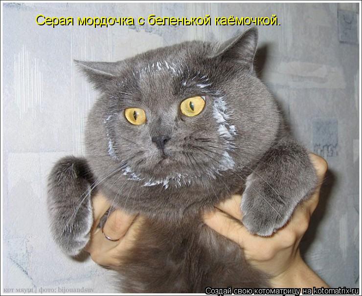 Серая мордочка с беленькой каёмочкой.... Котоматрица: Серая мордочка с беленькой каёмочкой.