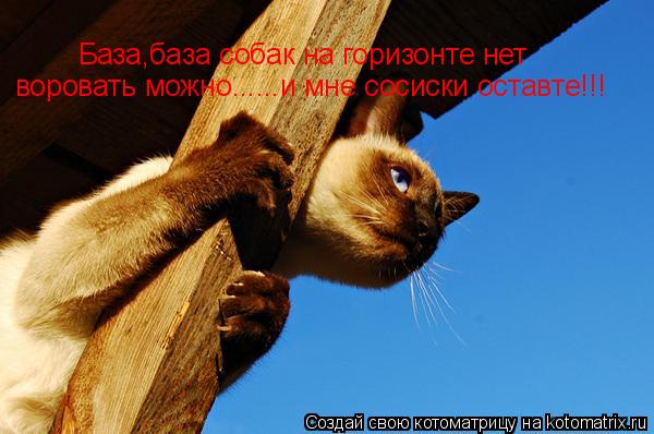База,база собак на горизонте нет воровать можно......и мне сосиски оставте!!!... Котоматрица: База,база собак на горизонте нет воровать можно......и мне сосиски оставте!!!