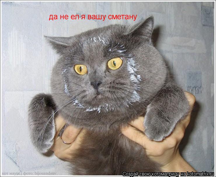 да не ел я вашу сметану... Котоматрица: да не ел я вашу сметану