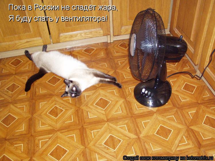 Пока в России не спадёт жара, Я буду спать у вентилятора!... Котоматрица: Пока в России не спадёт жара, Я буду спать у вентилятора!