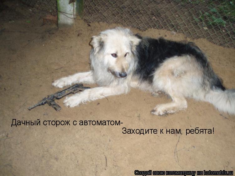Дачный сторож с автоматом- Заходите к нам, ребята!... Котоматрица: Дачный сторож с автоматом- Заходите к нам, ребята!