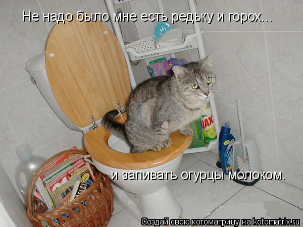 Не надо было мне есть редьку и горох... и запивать огурцы молоком.... Котоматрица: Не надо было мне есть редьку и горох... и запивать огурцы молоком.