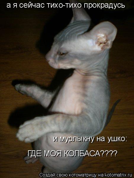 Котоматрица: а я сейчас тихо-тихо прокрадусь  и мурлыкну на ушко:  ГДЕ МОЯ КОЛБАСА????
