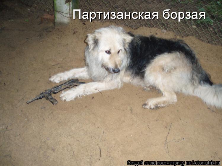 Котоматрица: Партизанская борзая