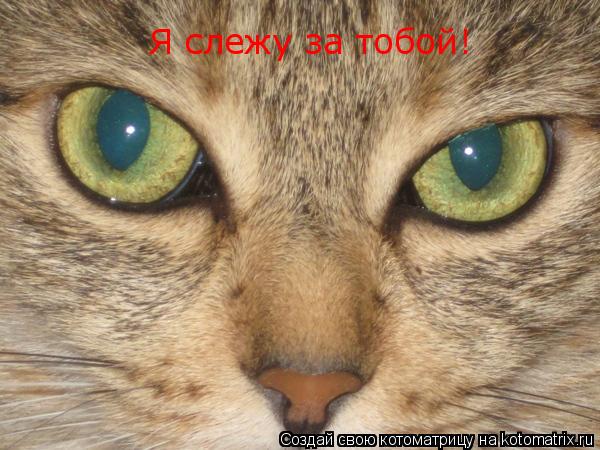 Котоматрица: Я слежу за тобой!