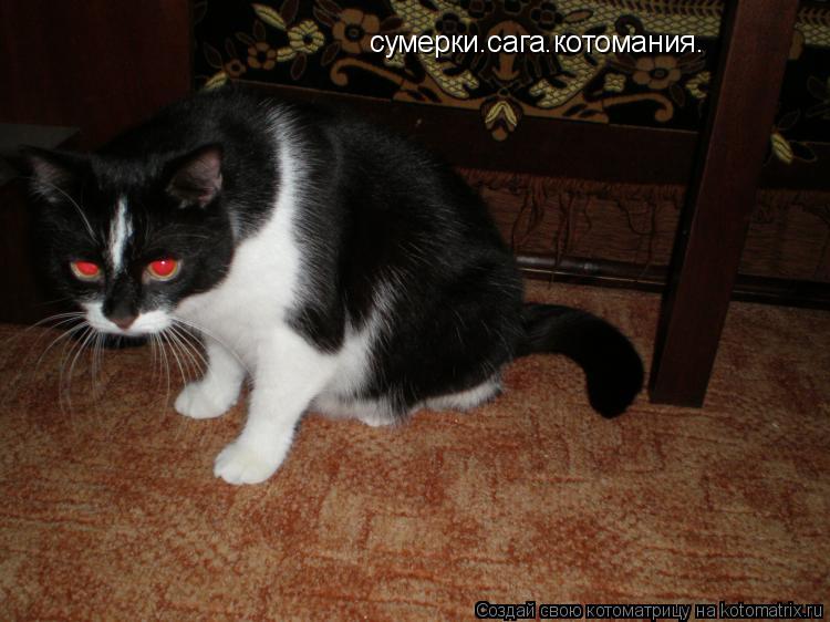 сумерки.сага.котомания.... Котоматрица: сумерки.сага.котомания.