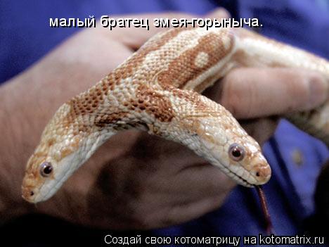малый братец змея-горыныча.... Котоматрица: малый братец змея-горыныча.
