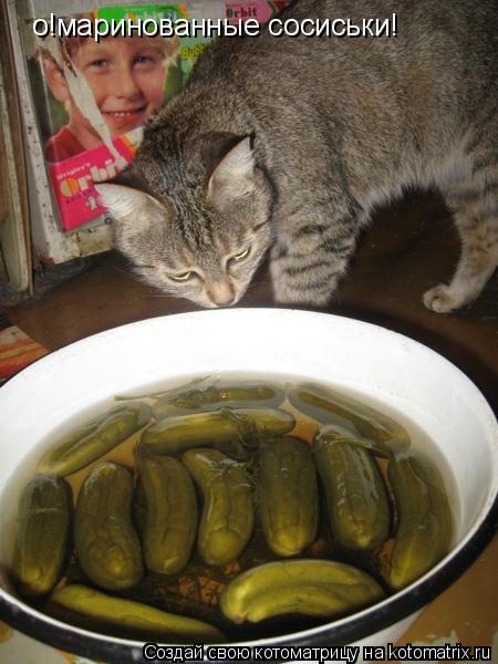 о!маринованные сосиськи!... Котоматрица: о!маринованные сосиськи!