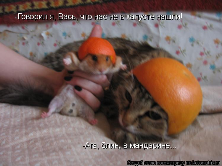 -Говорил я, Вась, что нас не в капусте нашли! -Ага, блин, в мандарине...... Котоматрица: -Говорил я, Вась, что нас не в капусте нашли! -Ага, блин, в мандарине...
