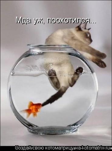 Котоматрица: Мда уж, поохотился...