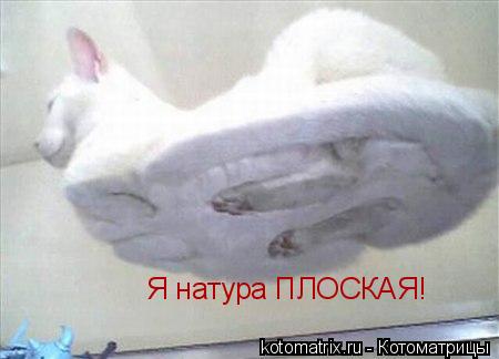 Котоматрица: Я натура ПЛОСКАЯ!