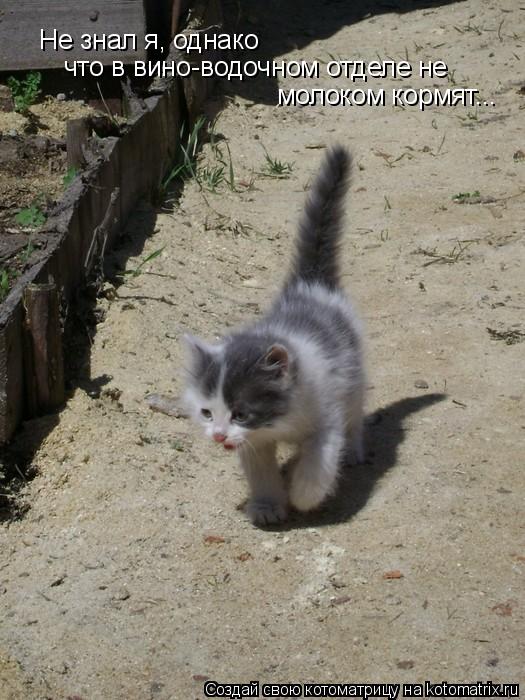 Котоматрица: Не знал я, однако что в вино-водочном отделе не  молоком кормят...