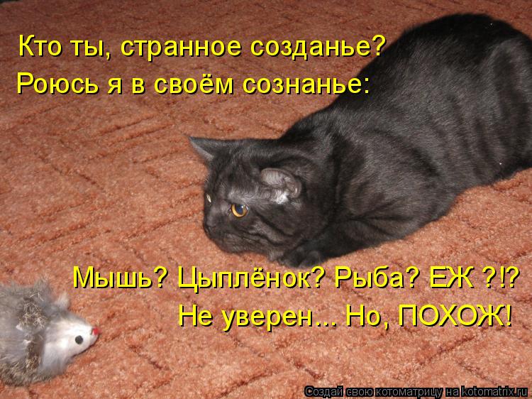 Котоматрица: Кто ты, странное созданье? Роюсь я в своём сознанье: Мышь? Цыплёнок? Рыба? ЕЖ ?!? Не уверен... Но, ПОХОЖ!