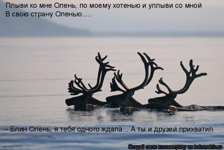 Котоматрица: Плыви ко мне Олень, по моему хотенью и уплыви со мной  В свою страну Оленью..... - Блин Олень, я тебя одного ждала... А ты и друзей прихватил