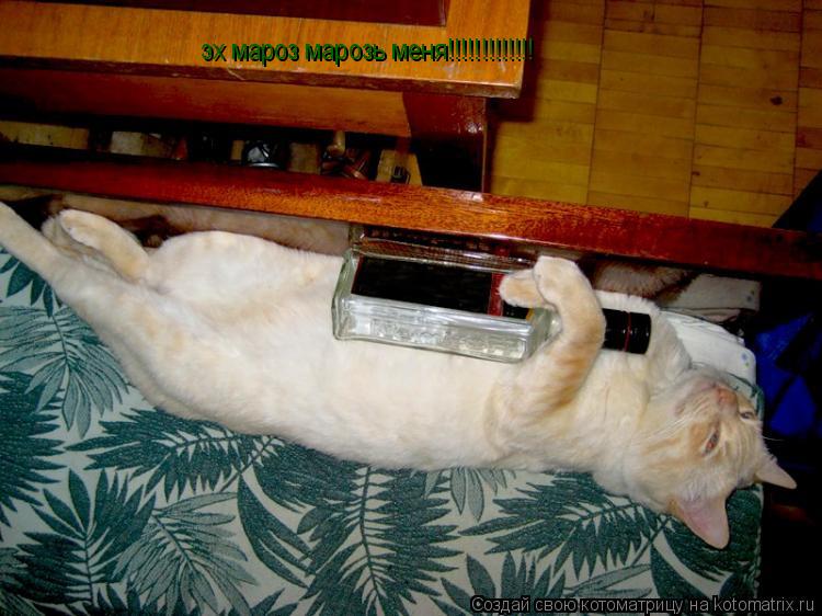 эх мароз марозь меня!!!!!!!!!!!!!... Котоматрица: эх мароз марозь меня!!!!!!!!!!!!!