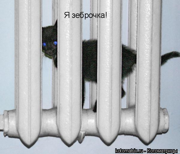 Я зеброчка!... Котоматрица: Я зеброчка!