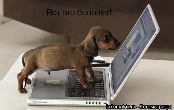 Вот это болонка!..... Котоматрица: Вот это болонка!..