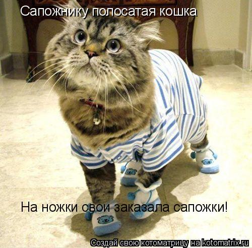 Сапожнику полосатая кошка На ножки свои заказала сапожки!... Котоматрица: Сапожнику полосатая кошка На ножки свои заказала сапожки!