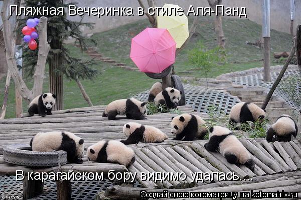 Пляжная Вечеринка в стиле Аля-Панд В карагайском бору видимо удалась....... Котоматрица: Пляжная Вечеринка в стиле Аля-Панд В карагайском бору видимо удалась....