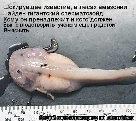 Шокируещее известие, в лесах амазонии Найден гигантский сперматозойд Кому он пренадлежит и кого долже... Котоматрица: Шокируещее известие, в лесах амазонии Найден гигантский сперматозойд Кому он пренадлежит и кого должен Был оплодотворить, ученым еще пред