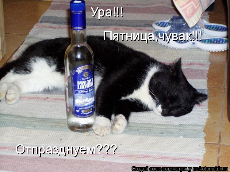 Ура!!! Пятница,чувак!!! Отпразднуем???... Котоматрица: Ура!!! Пятница,чувак!!! Отпразднуем???