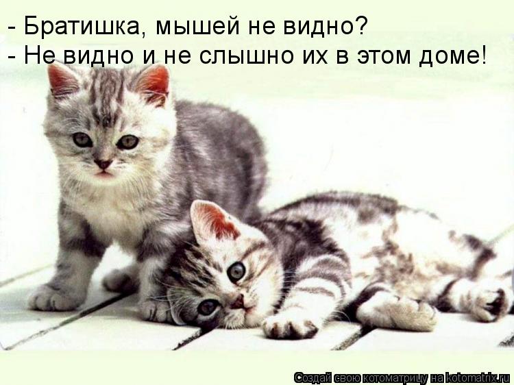 - Братишка, мышей не видно? - Не видно и не слышно их в этом доме!... Котоматрица: - Братишка, мышей не видно? - Не видно и не слышно их в этом доме!