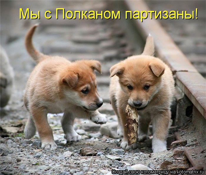 Мы с Полканом партизаны!... Котоматрица: Мы с Полканом партизаны!