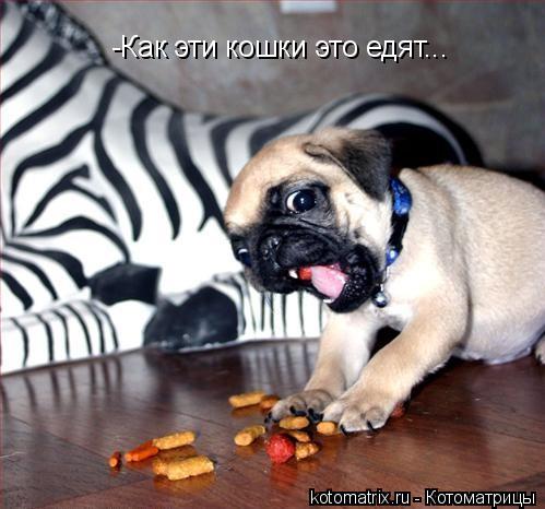 -Как эти кошки это едят...... Котоматрица: -Как эти кошки это едят...