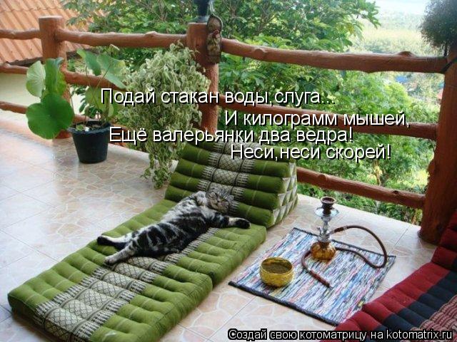 Подай стакан воды,слуга... И килограмм мышей, Ещё валерьянки два ведра! Неси,неси скорей!... Котоматрица: Подай стакан воды,слуга... И килограмм мышей, Ещё валерьянки два ведра! Неси,неси скорей!