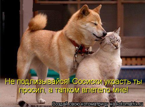 Не подлизывайся! Сосиски украсть ты просил, а тапком влетело мне!... Котоматрица: Не подлизывайся! Сосиски украсть ты просил, а тапком влетело мне!
