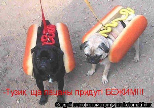 -Тузик, ща пацаны придут! БЕЖИМ!!!... Котоматрица: -Тузик, ща пацаны придут! БЕЖИМ!!!