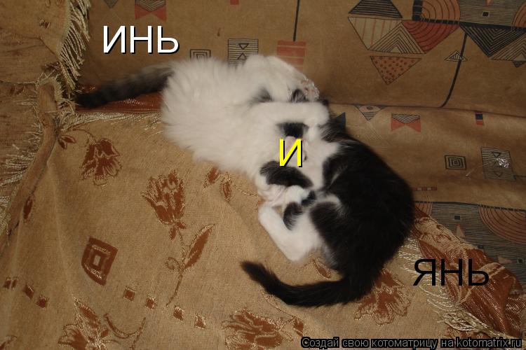 ИНЬ И ЯНЬ... Котоматрица: ИНЬ И ЯНЬ