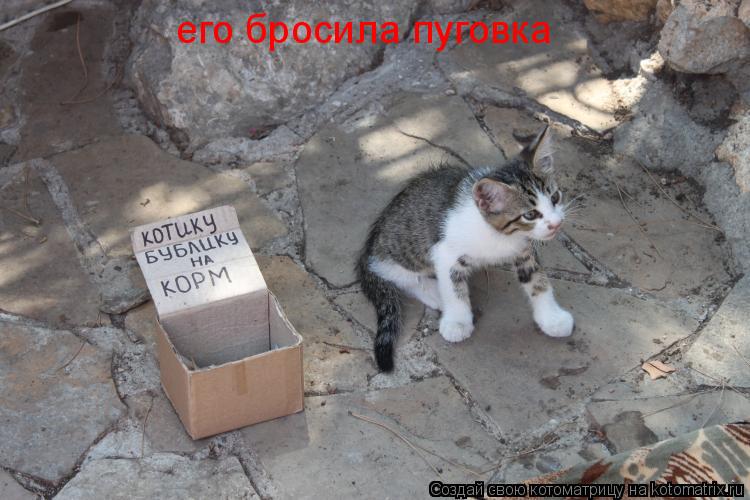 его бросила пуговка... Котоматрица: его бросила пуговка