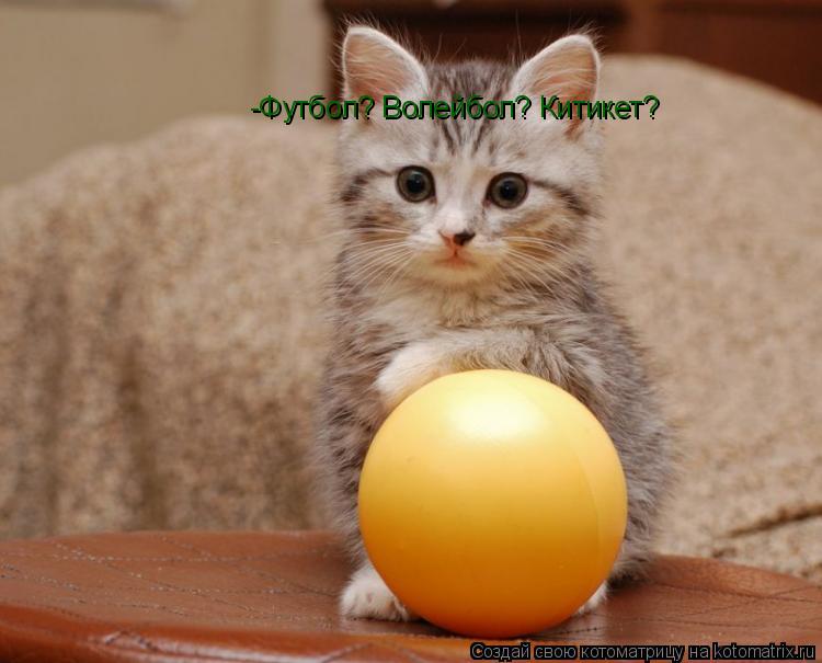 -Футбол? Волейбол? Китикет?... Котоматрица: -Футбол? Волейбол? Китикет?
