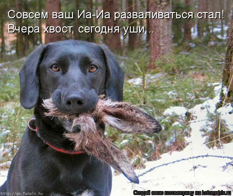 Совсем ваш Иа-Иа разваливаться стал! Вчера хвост, сегодня уши...... Котоматрица: Совсем ваш Иа-Иа разваливаться стал! Вчера хвост, сегодня уши...