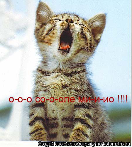 о-о-о со-о-оле ми-и-ио !!!!... Котоматрица: о-о-о со-о-оле ми-и-ио !!!!