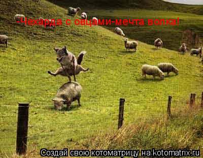 -Чехарда с овцами-мечта волка!... Котоматрица: -Чехарда с овцами-мечта волка!