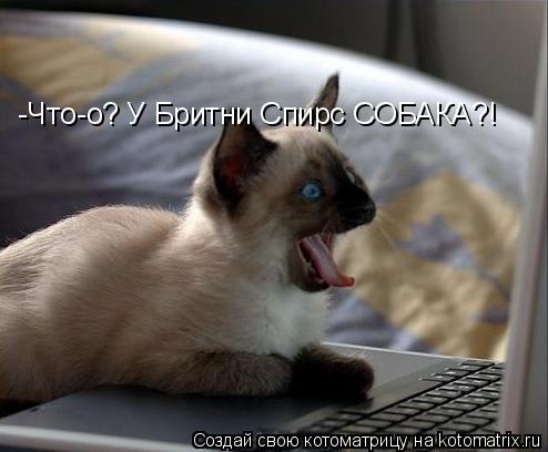 -Что-о? У Бритни Спирс СОБАКА?!... Котоматрица: -Что-о? У Бритни Спирс СОБАКА?!