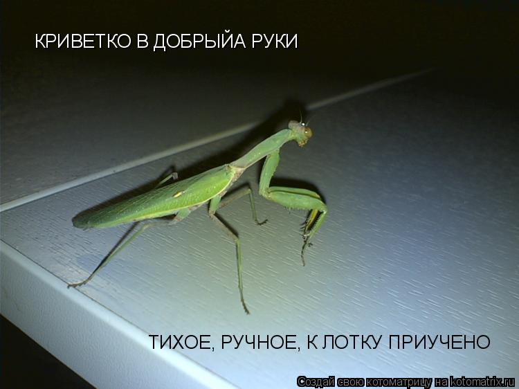 КРИВЕТКО В ДОБРЫЙА РУКИ ТИХОЕ, РУЧНОЕ, К ЛОТКУ ПРИУЧЕНО... Котоматрица: КРИВЕТКО В ДОБРЫЙА РУКИ ТИХОЕ, РУЧНОЕ, К ЛОТКУ ПРИУЧЕНО